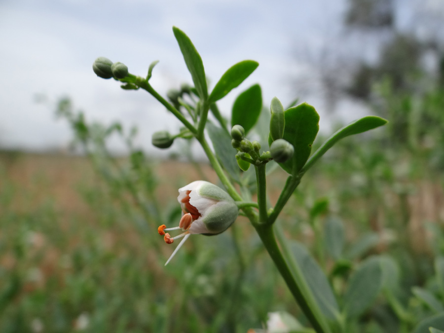 Image of Zygophyllum fabago specimen.