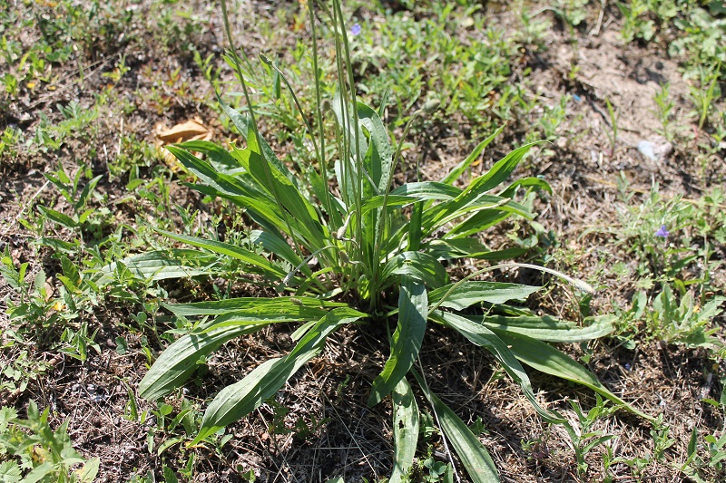 Image of Plantago lanceolata specimen.