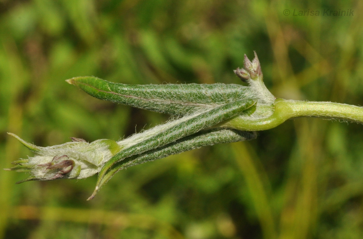 Image of Metaplexis japonica specimen.