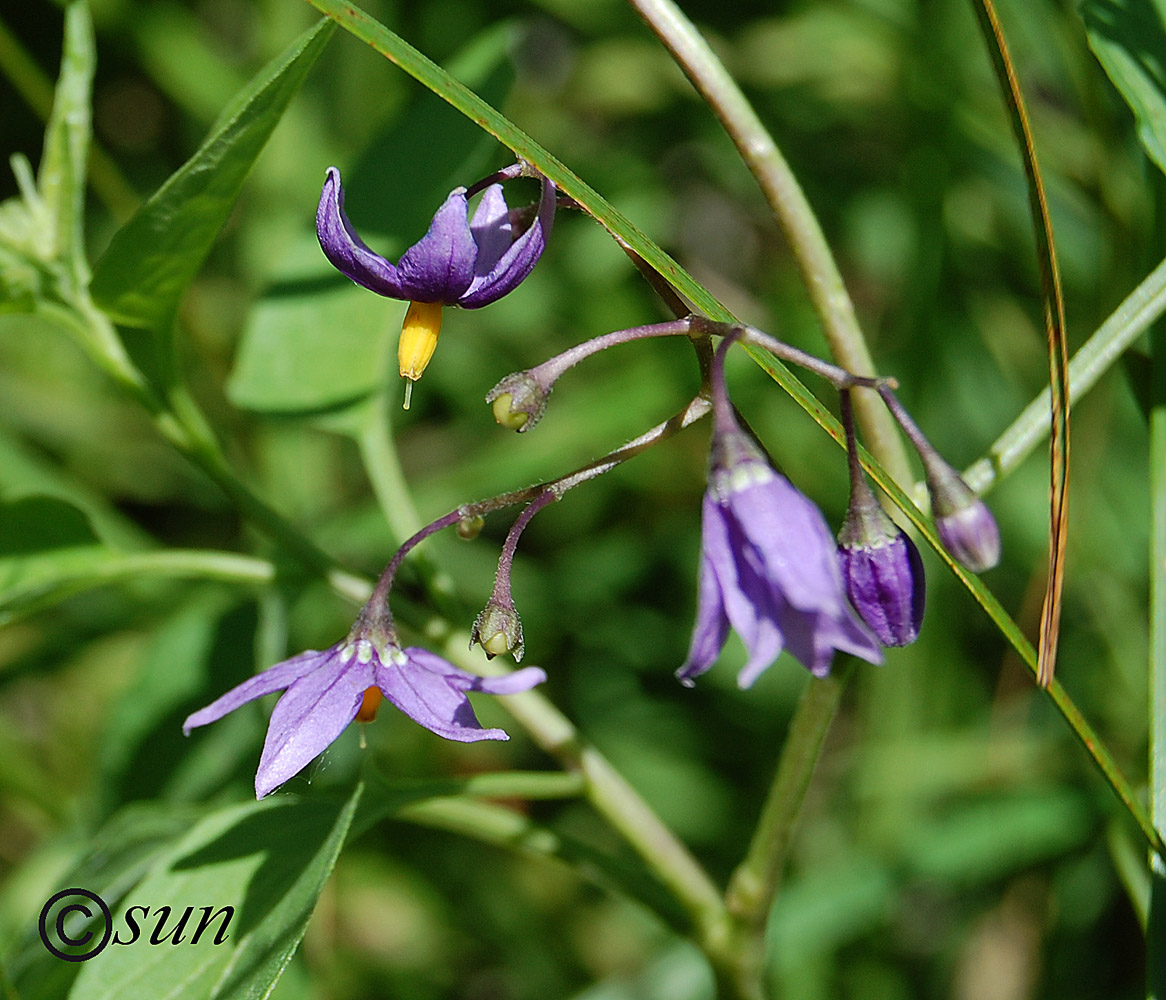 Image of Solanum dulcamara specimen.