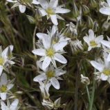 Minuartia setacea subspecies olympica