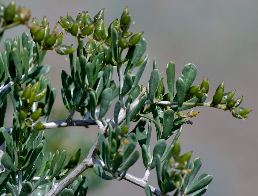 Image of Nitraria sibirica specimen.