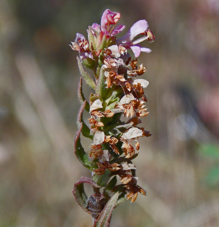 Изображение особи Odontites vulgaris.