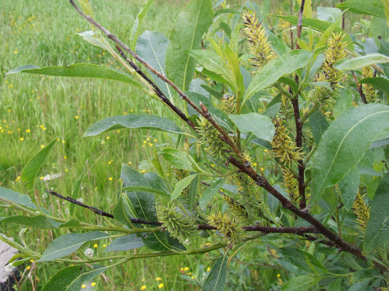 Image of Salix &times; tetrapla specimen.