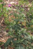 Carduus crispus