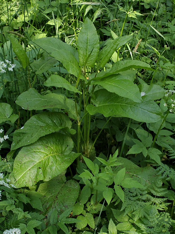 Image of Rumex obtusifolius specimen.