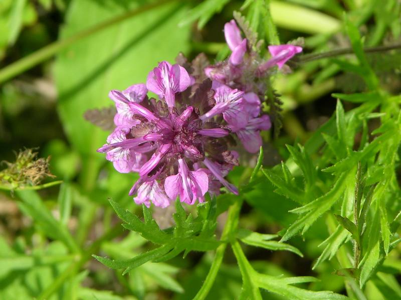 Image of Pedicularis verticillata specimen.