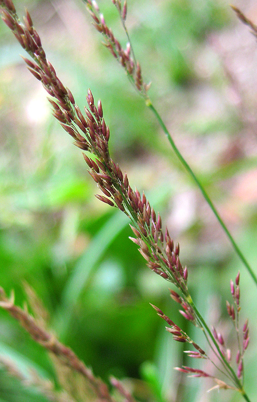 Image of genus Agrostis specimen.