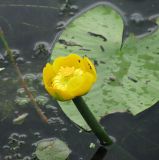 Nuphar lutea. Лист и верхушка побега с цветком. Респ. Коми, окрестности Сыктывкара, старица в долине реки Вычегды. 1.08.2009.