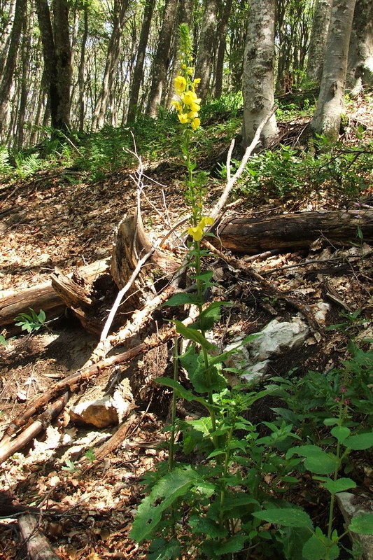 Image of Verbascum spectabile specimen.