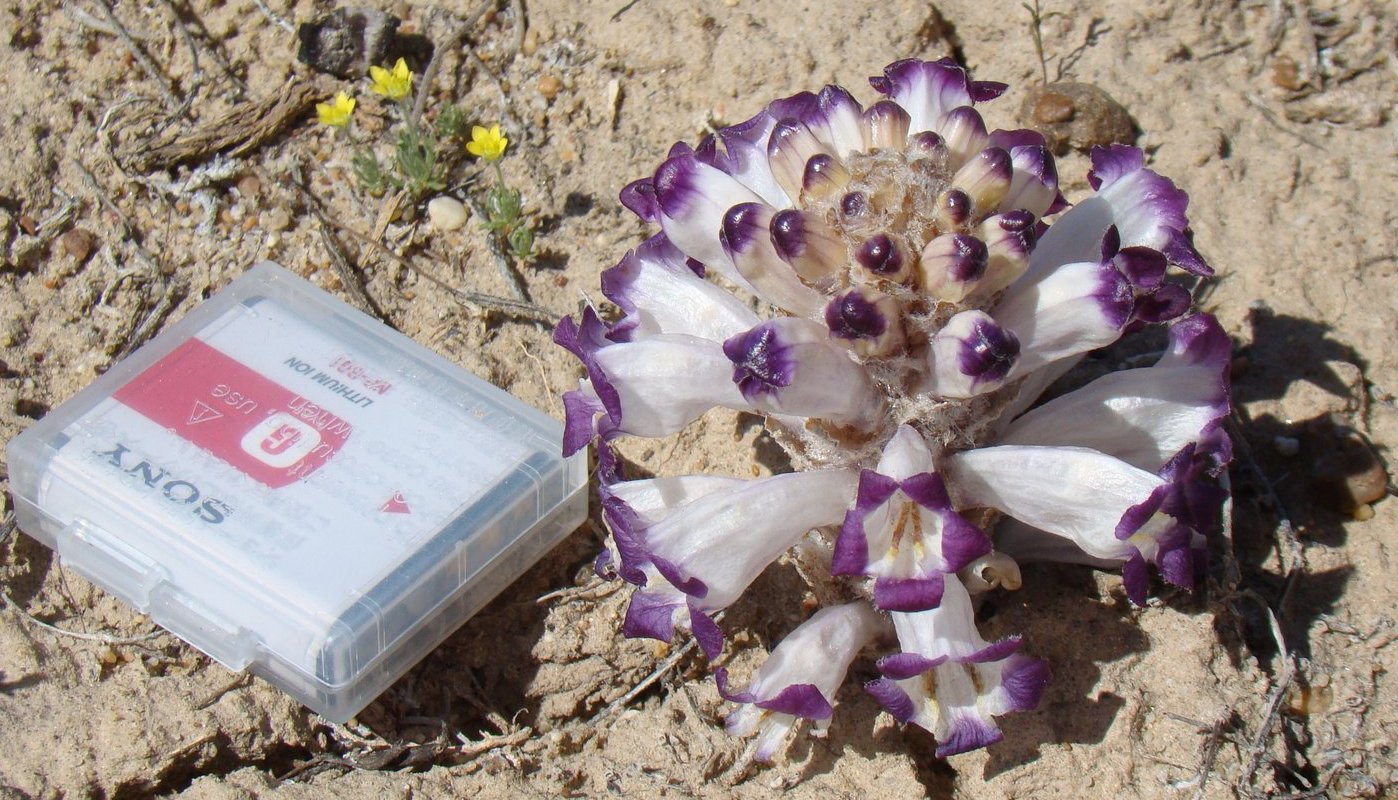 Image of Cistanche salsa specimen.