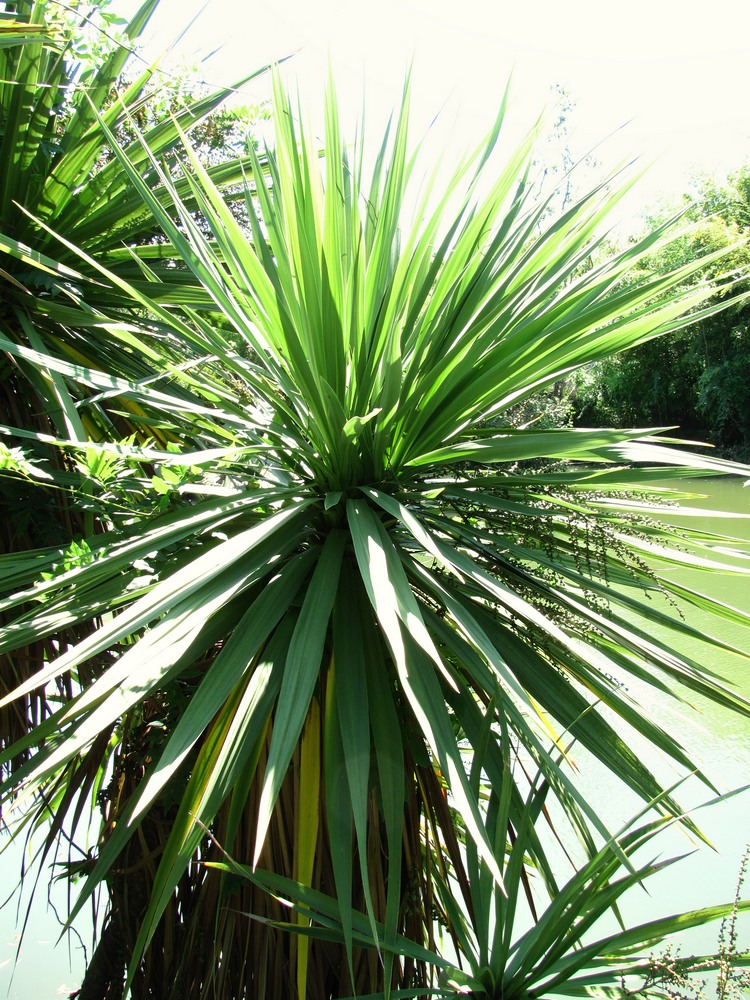 Image of Cordyline australis specimen.