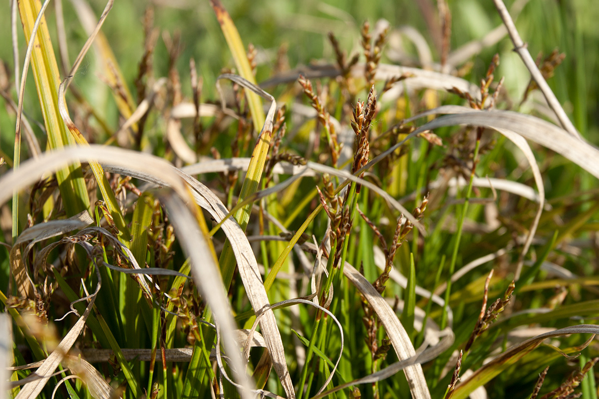 Image of Carex ornithopoda specimen.