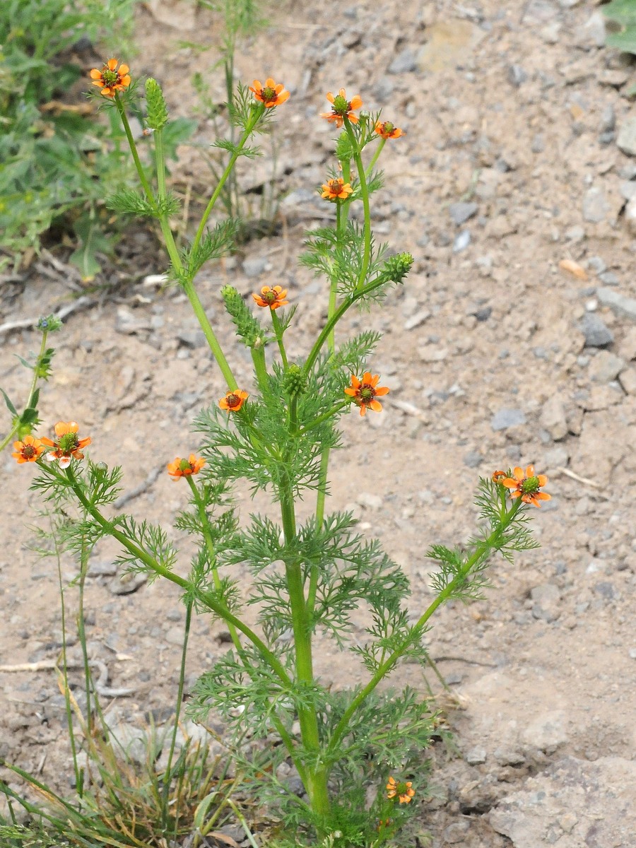 Image of Adonis parviflora specimen.