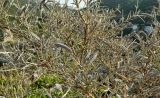 Calicotome villosa. Часть растения со зрелыми плодами. Испания, Андалусия, комарка Коста-дель-Соль-Оксиденталь, окр. г. Касарес, горный склон. Август 2015 г.