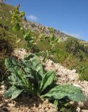 Cerinthe glabra ssp. caucasica