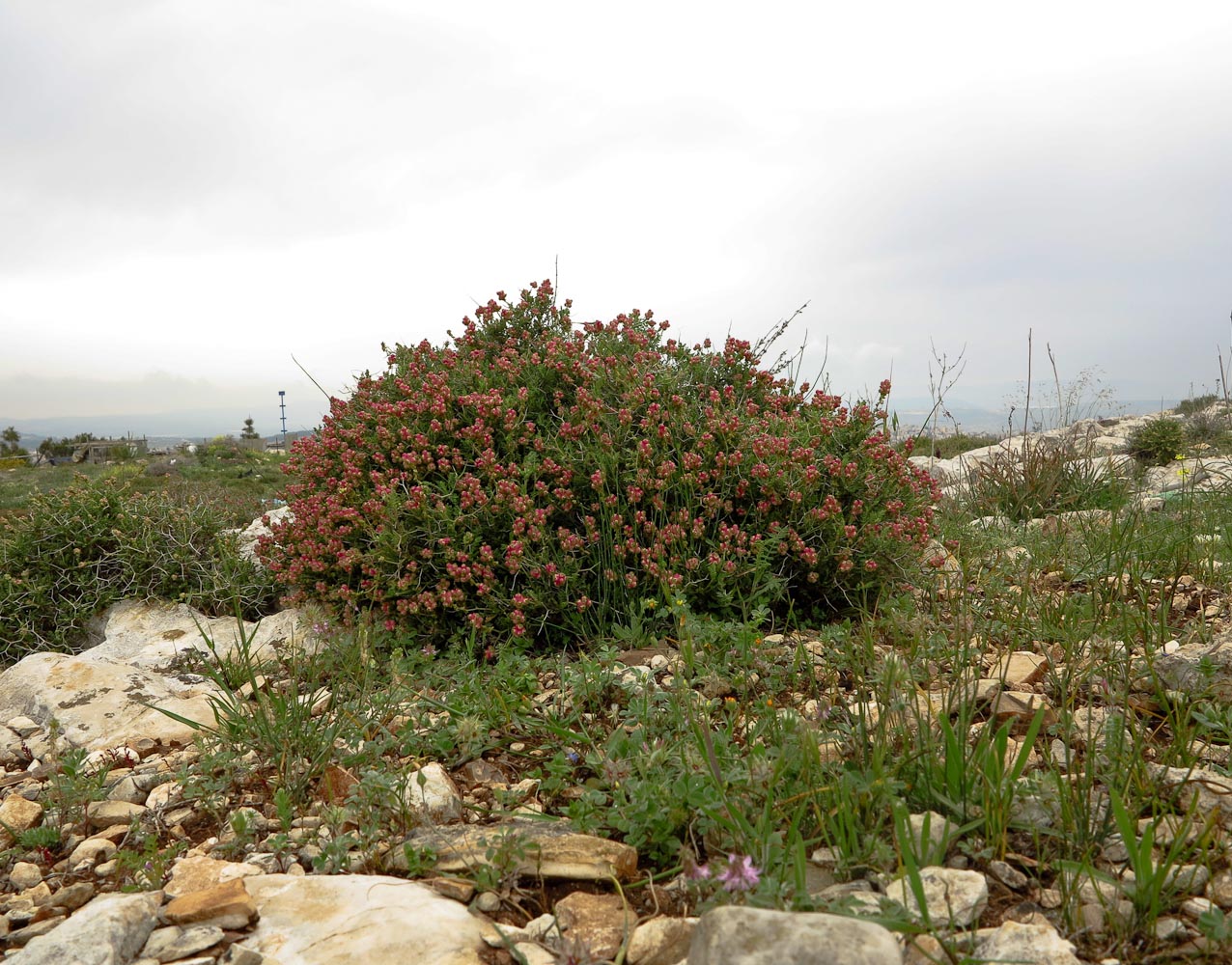 Изображение особи Sarcopoterium spinosum.