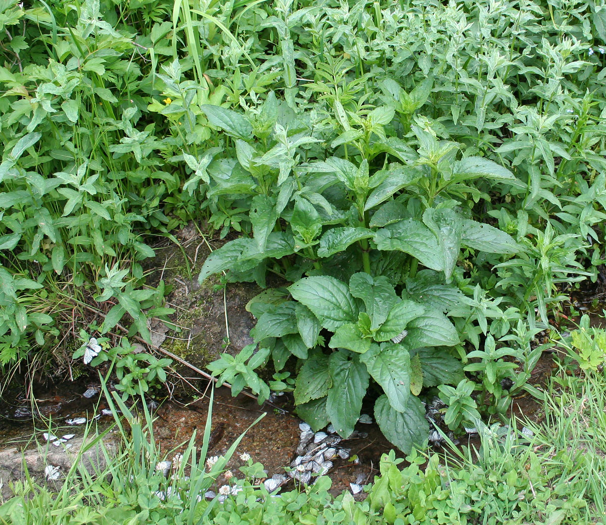 Image of Scrophularia umbrosa specimen.