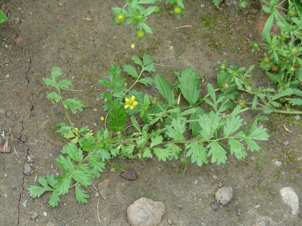 Изображение особи Potentilla supina.