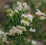 Nitraria sibirica