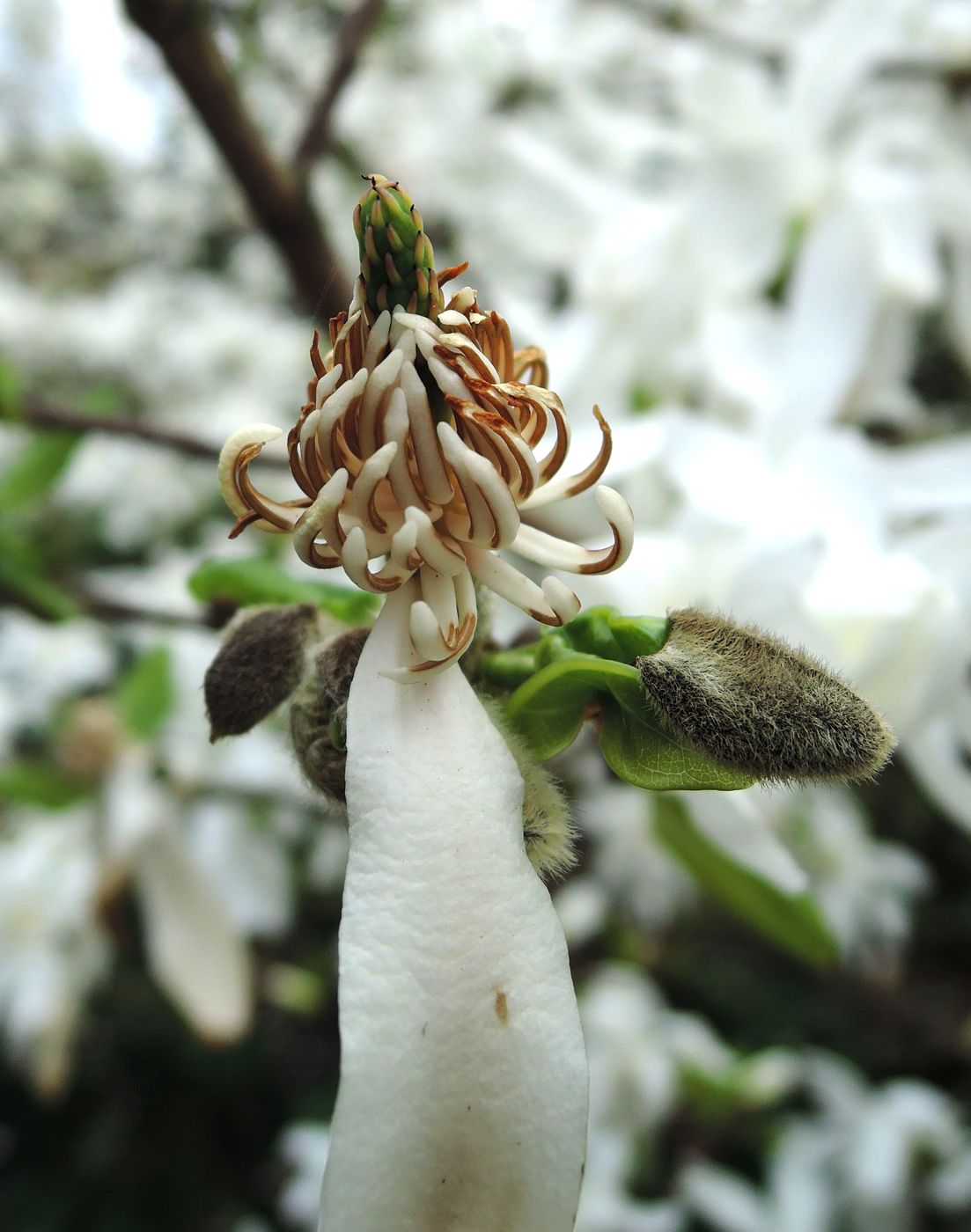 Image of Magnolia stellata specimen.