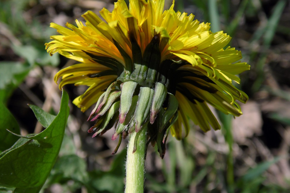 Изображение особи род Taraxacum.