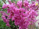 genus Cercis. Цветущие растения, Краснодарский край, г. Сочи, Лазаревский р-н, пос. Дагомыс, в культуре. 25.03.2016.