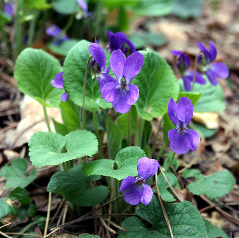 Image of genus Viola specimen.