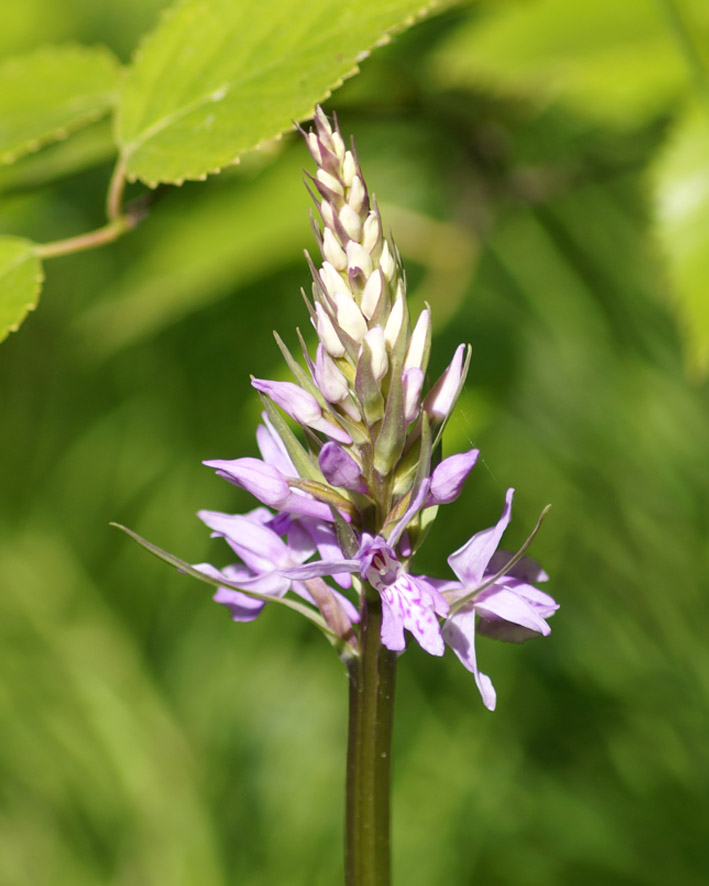 Image of Dactylorhiza fuchsii specimen.