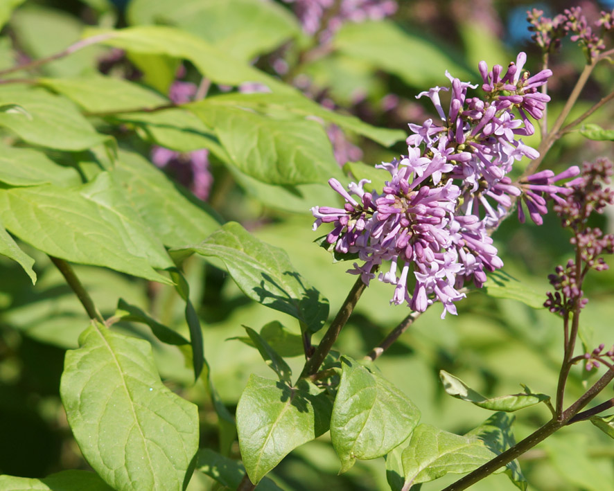 Image of Syringa josikaea specimen.