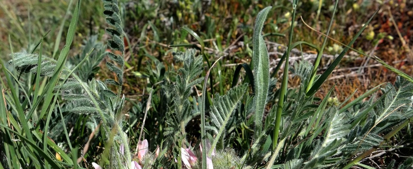 Image of Astragalus dolichophyllus specimen.