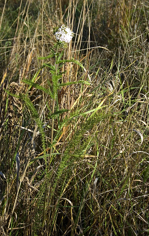 Изображение особи Achillea asiatica.