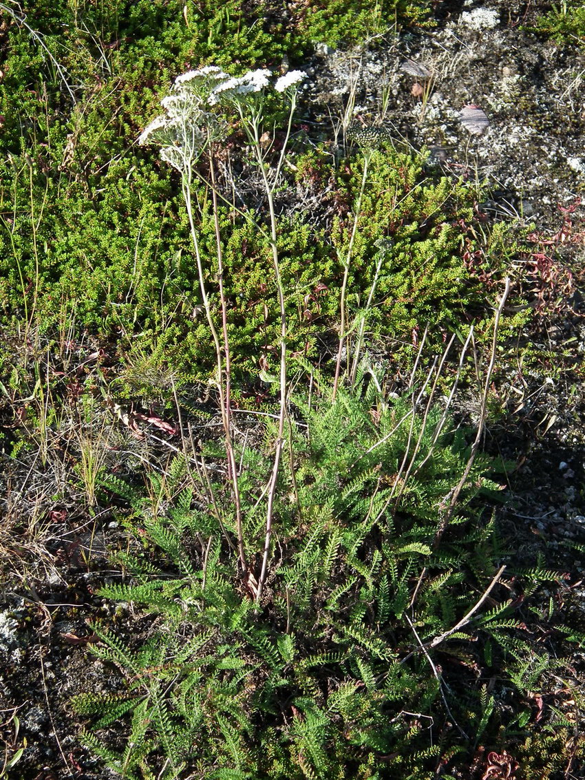 Image of Achillea apiculata specimen.