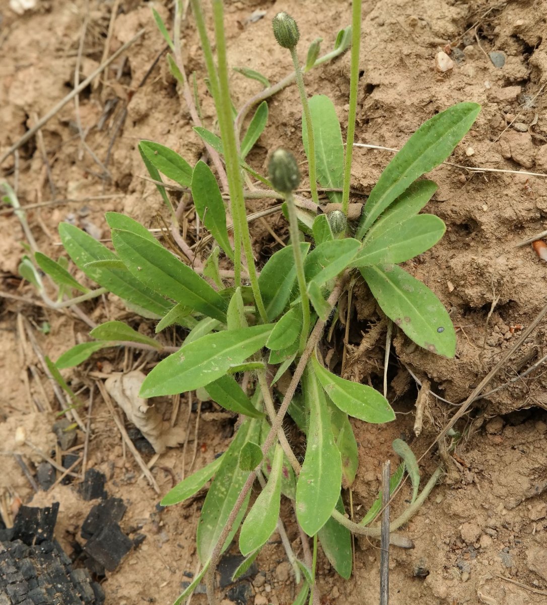 Image of Pilosella officinarum specimen.