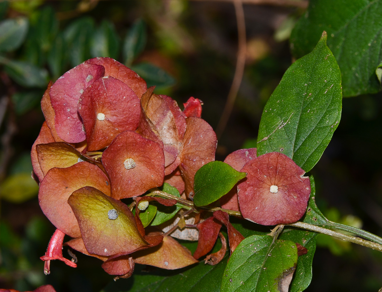 Image of Holmskioldia sanguinea specimen.