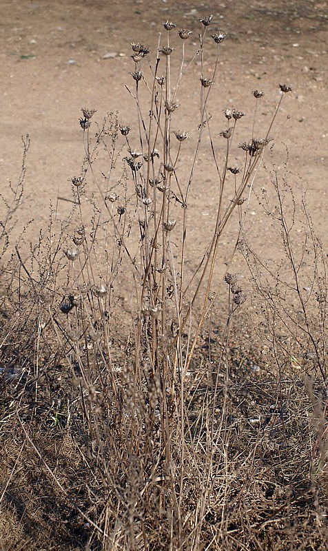 Image of Centaurea scabiosa specimen.