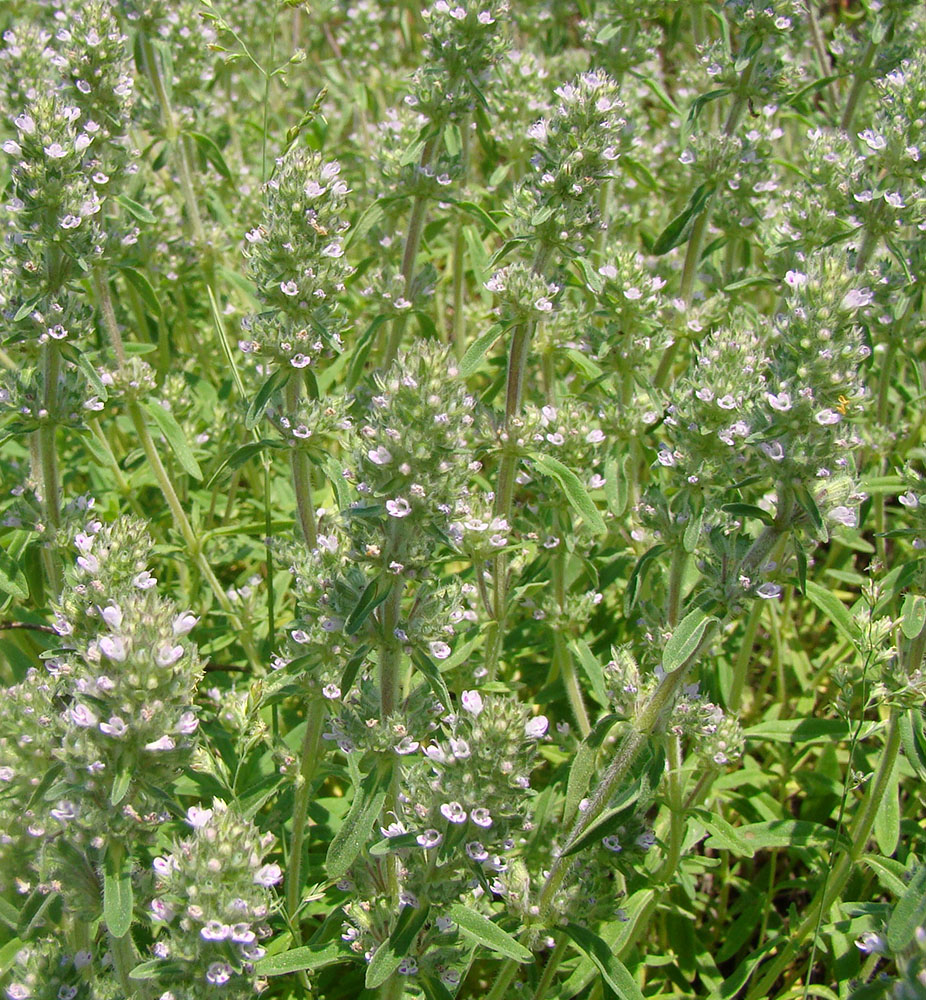 Изображение особи Thymus marschallianus.