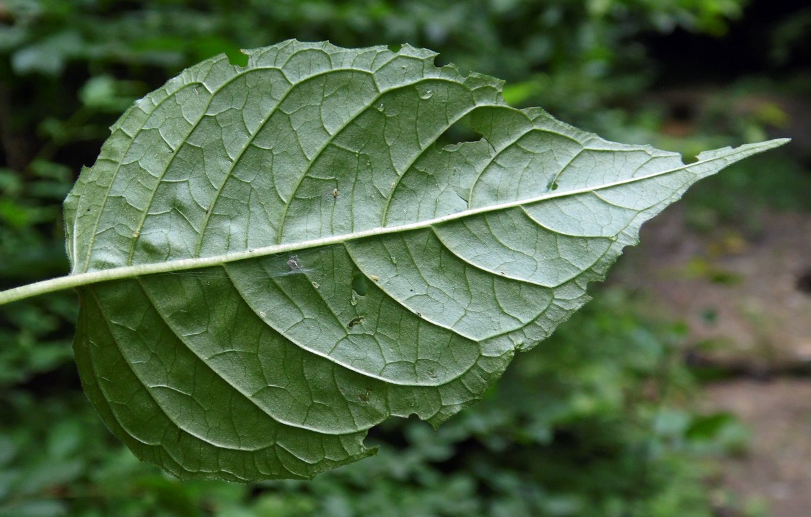 Image of Circaea lutetiana specimen.