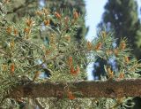 Pinus edulis. Часть ветви и веточка с микростробилами. Южный берег Крыма, Никитский ботанический сад, в культуре. 22 июня 2016 г.
