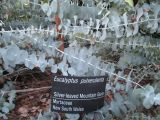 Eucalyptus pulverulenta. Побеги. Австралия, г. Мельбурн, ботанический сад. 31.01.2016.