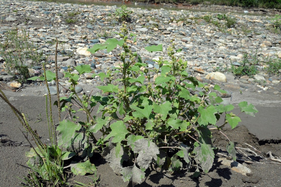 Image of Xanthium orientale specimen.