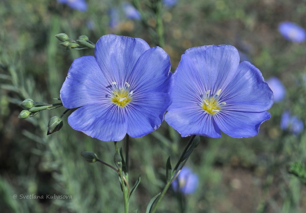 Image of Linum austriacum specimen.