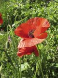 Papaver rhoeas