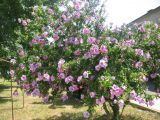 Hibiscus syriacus