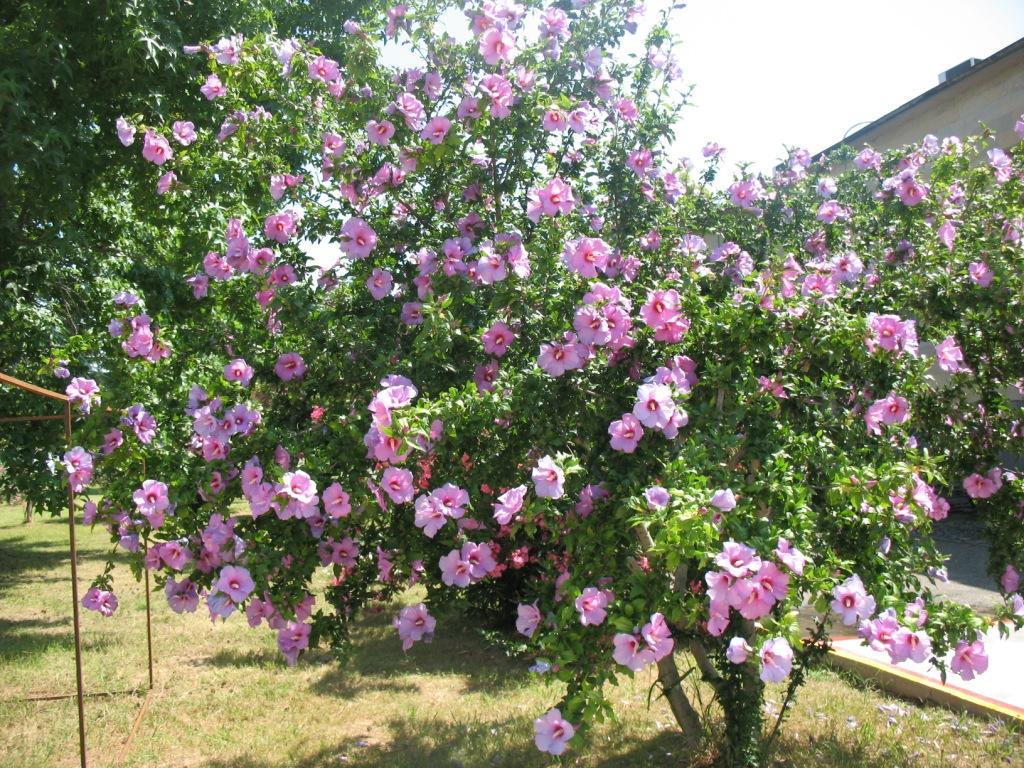 Изображение особи Hibiscus syriacus.