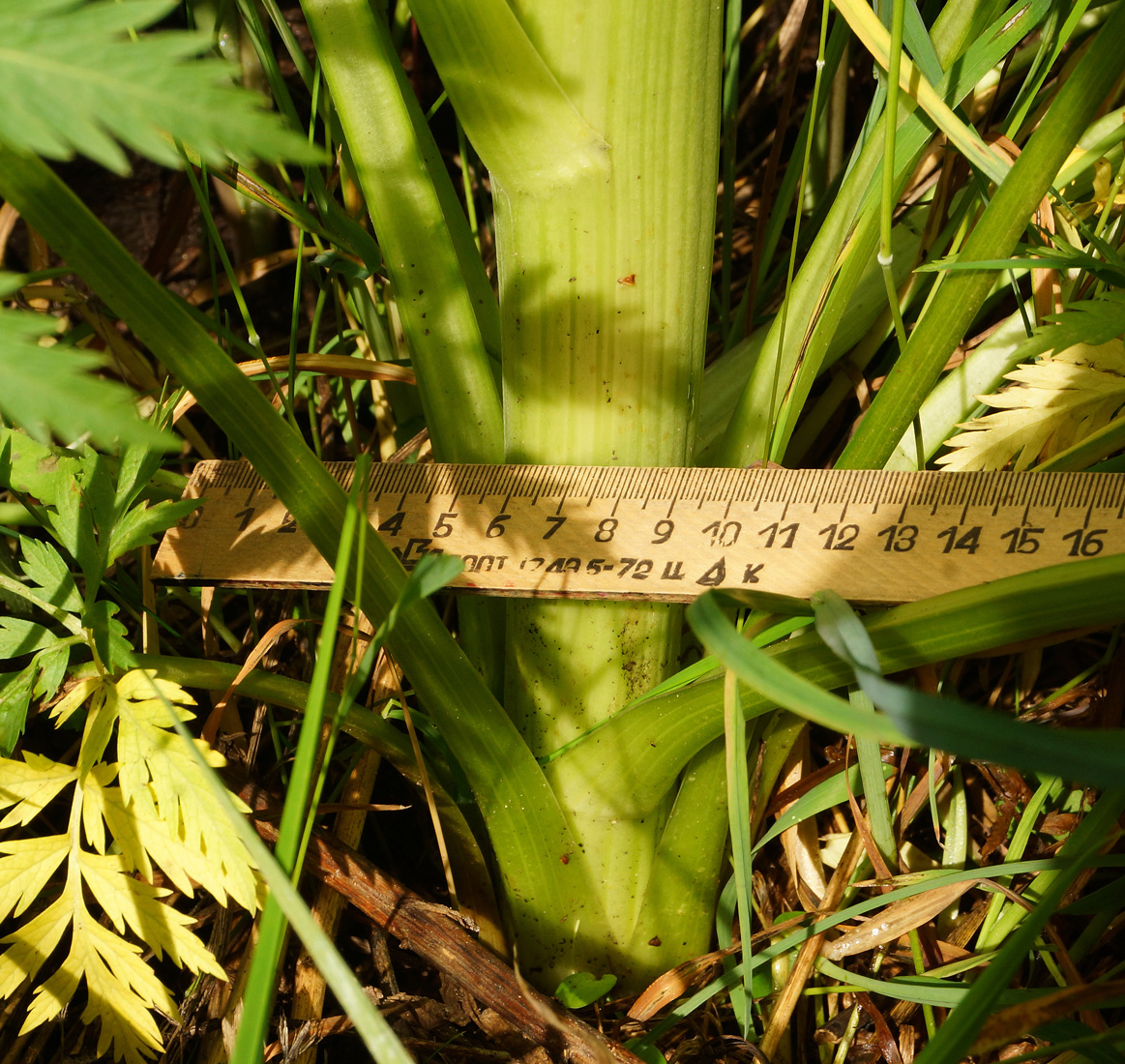 Image of Pleurospermum uralense specimen.