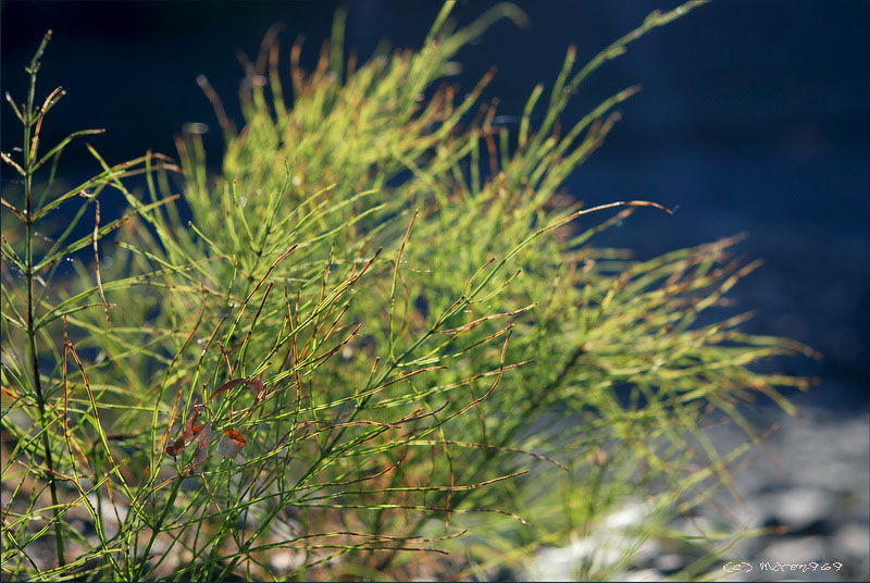 Image of Equisetum arvense specimen.