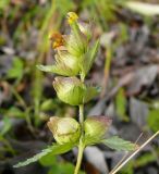 Rhinanthus groenlandicus