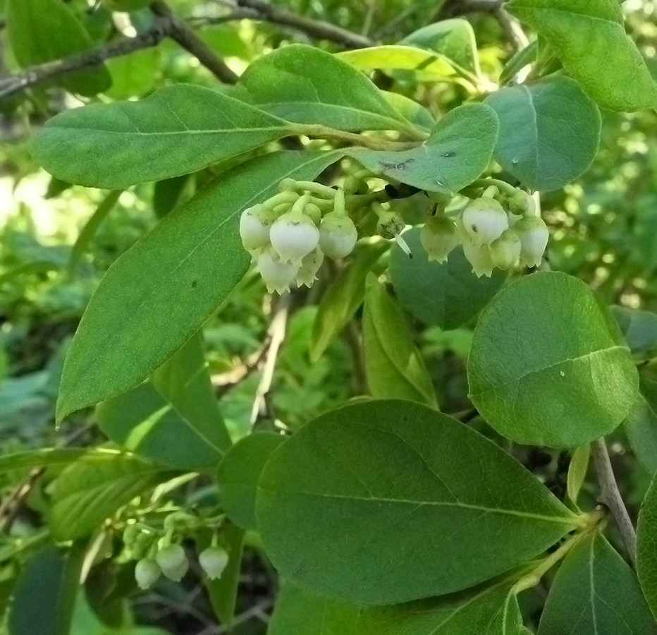 Image of Lyonia ligustrina specimen.