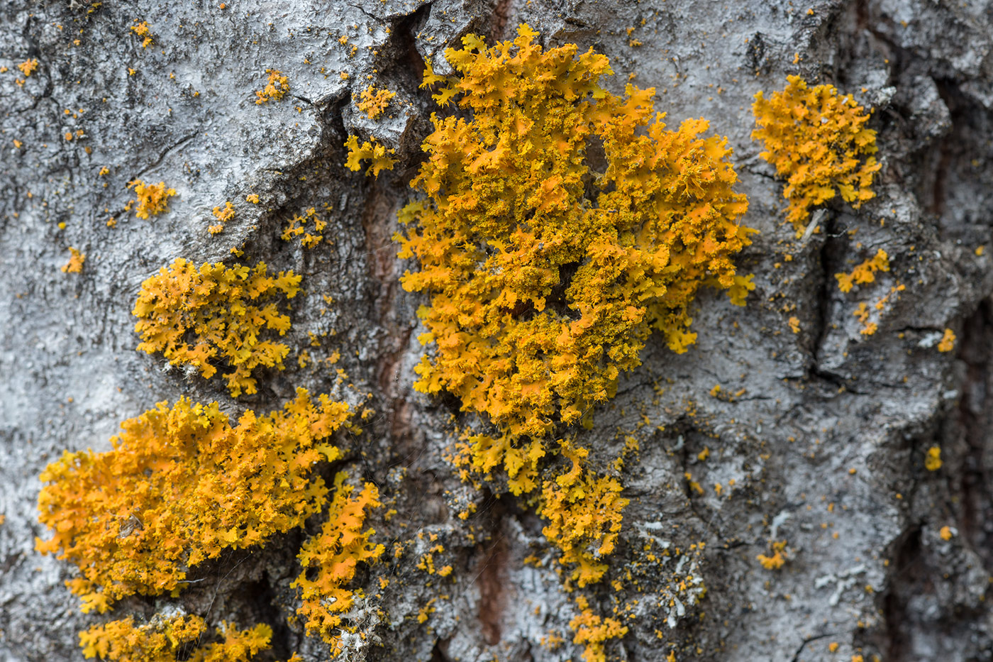 Изображение особи Oxneria ulophyllodes.